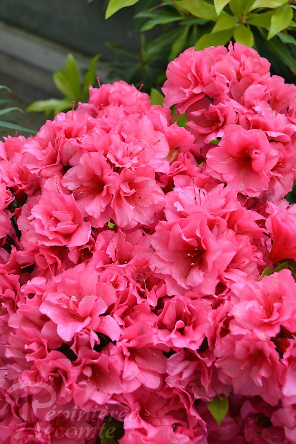 Azalea Japonica lily marlene