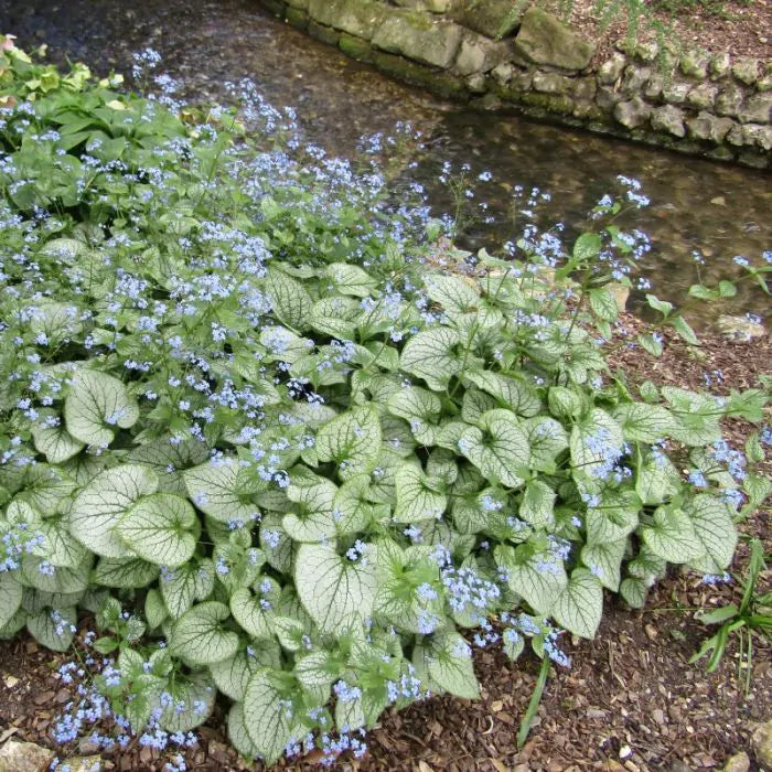Brunnera macrophylla Jack Frost 2liter