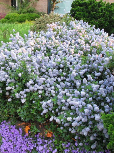 Ceanothus thyrsiflorus Repens Amerikaanse sering