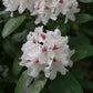 Rhododendron Schneeauge