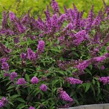 Buddleja Free Pettite Tutti Frutti vlinderstruik