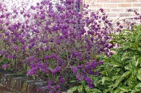 Callicarpa Profusion Schoonvrucht