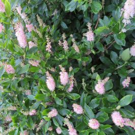 Clethra alnifolia Pink spire Schijnels