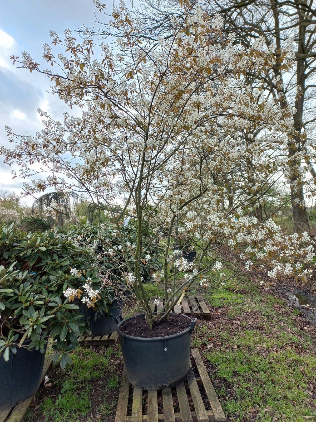 Amenlanchier Lamarckii krentenboom XXL