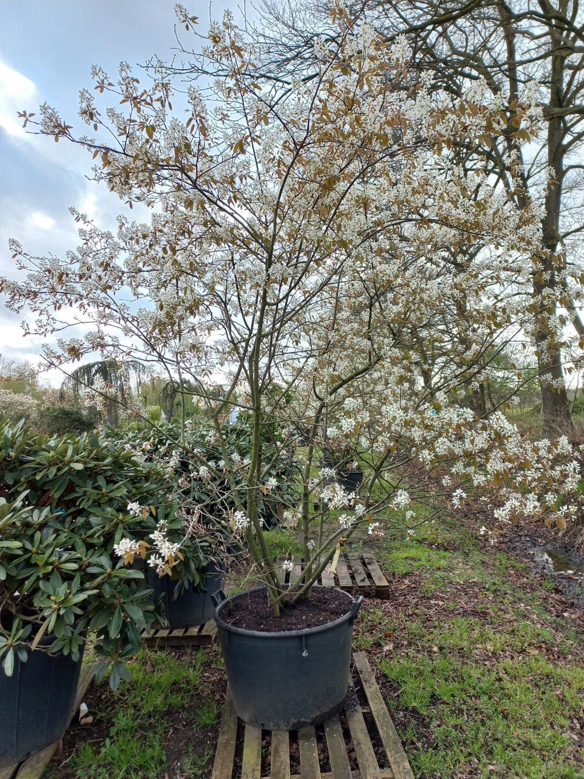Amenlanchier Lamarckii krentenboom XXL