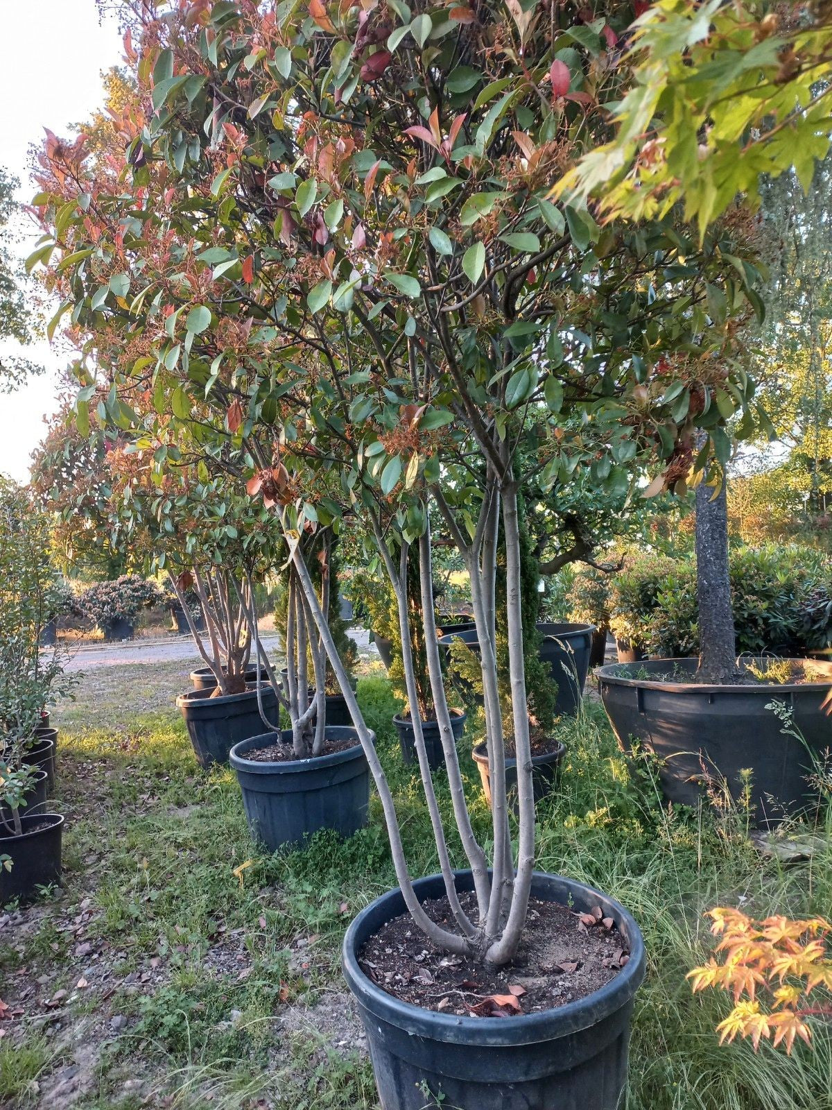 Photinia Fraseri Red Robin meerstammig glansmispel