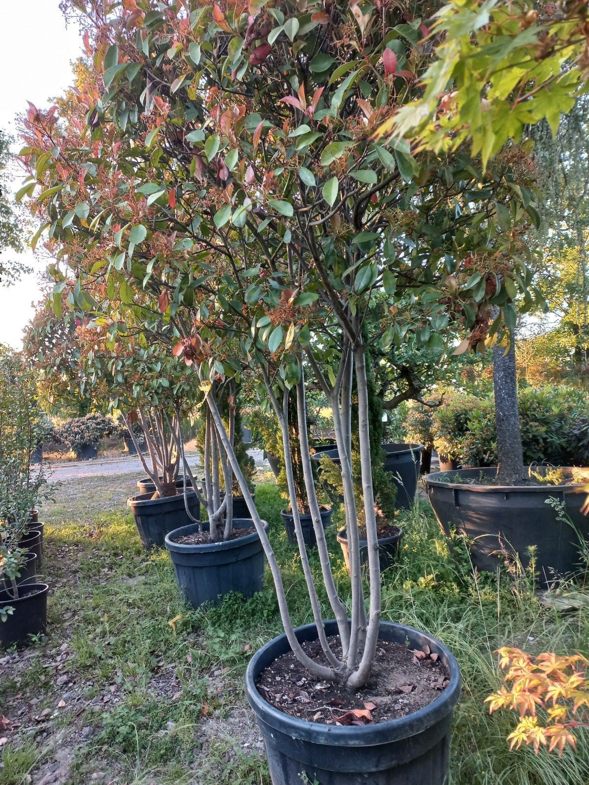 Photinia Fraseri Red Robin meerstammig glansmispel