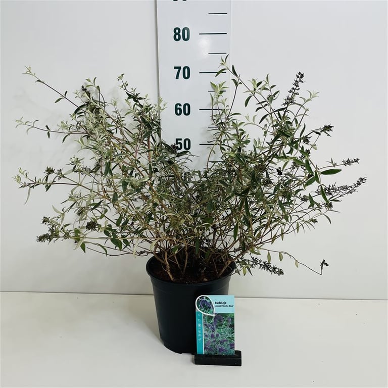 Buddleja d. Nanho Blue vlinderstruik 50-60cm