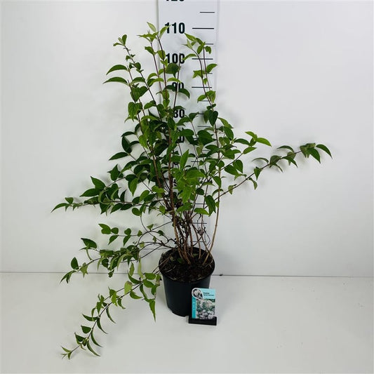 Deutzia hybrida Mont Rose bruidsbloem 60cm