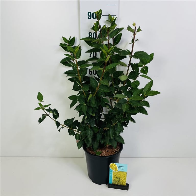 Forsythia int. Week-End Chinees klokje 60cm