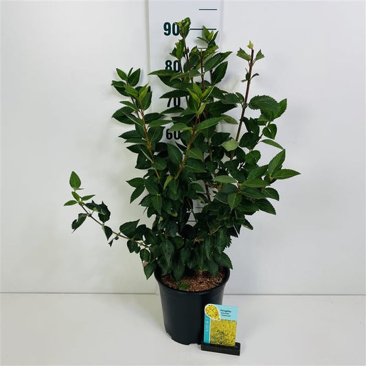 Forsythia int. Week-End Chinees klokje 60cm
