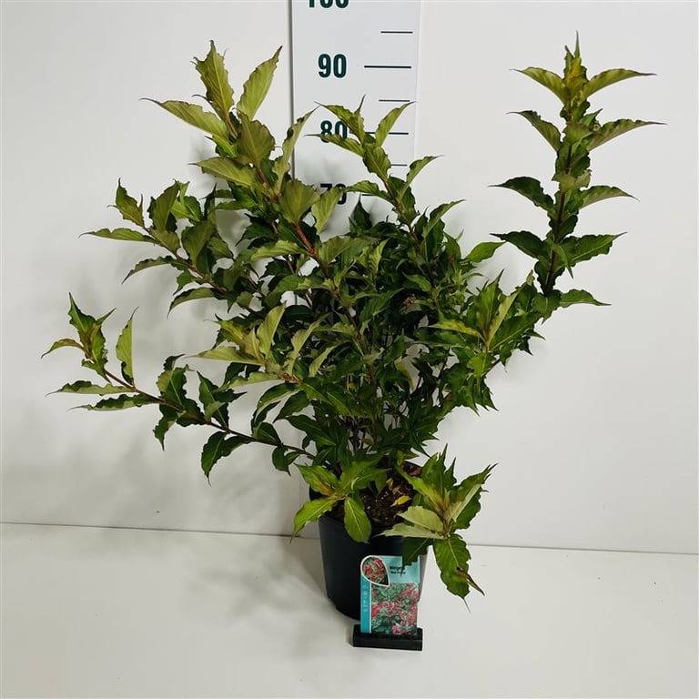 Weigela Red Prince 60cm