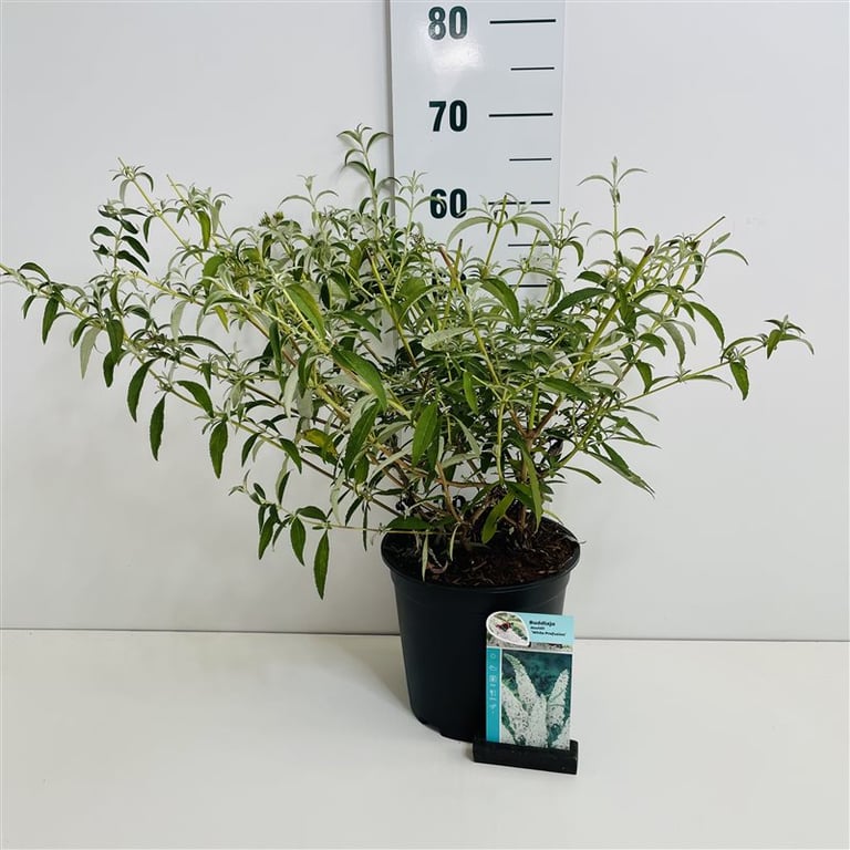 Buddleja d. White Profusion vlinderstruik 50-60cm