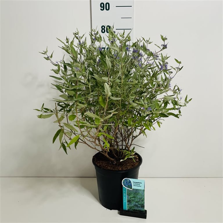 Caryopteris cland. Heavenly Bleu 50cm