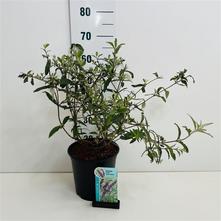 Buddleja d. Border beaty vlinderstruik 50-60cm