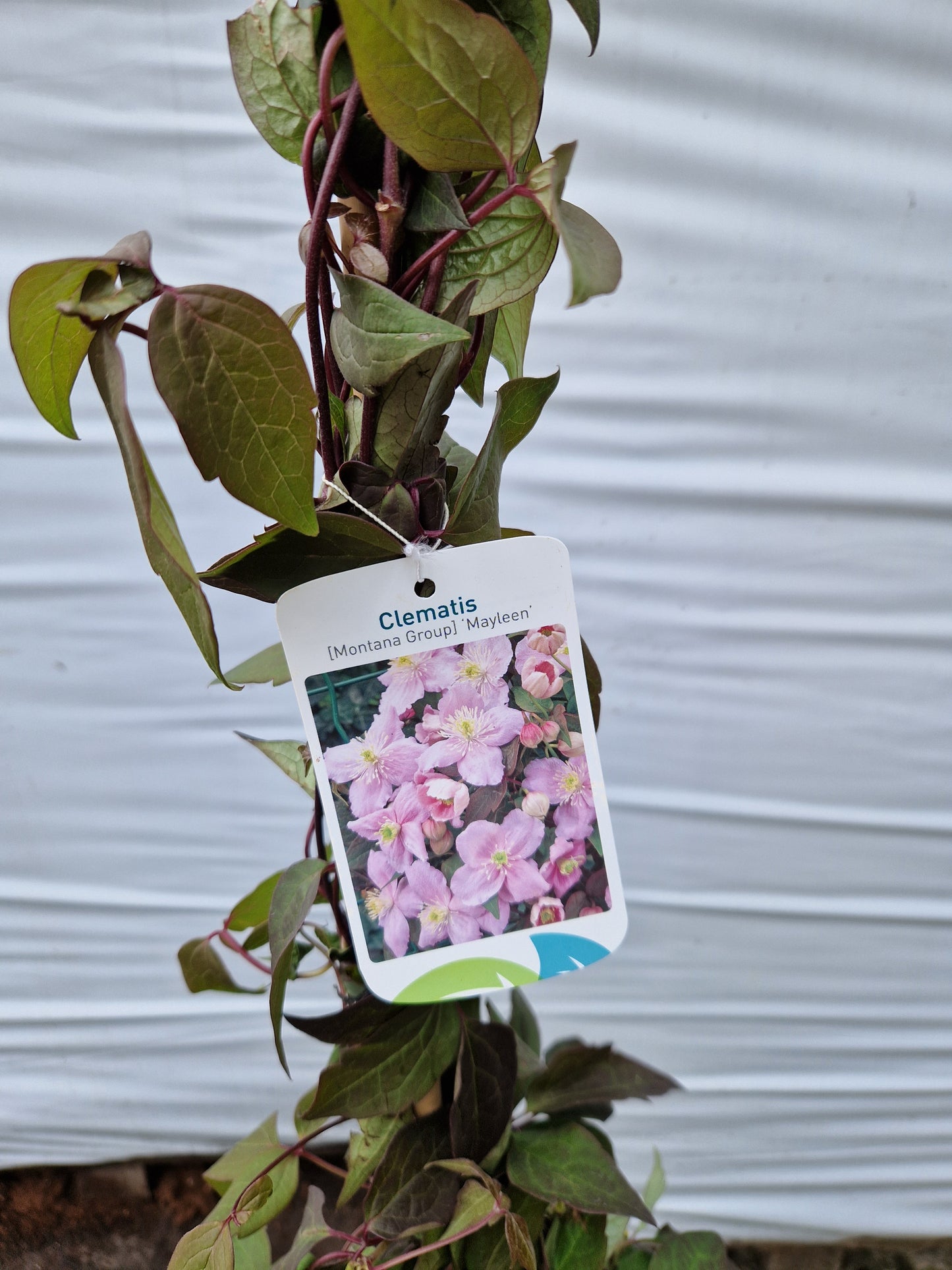 Clematis mont. Mayleen 160-180cm klimplant