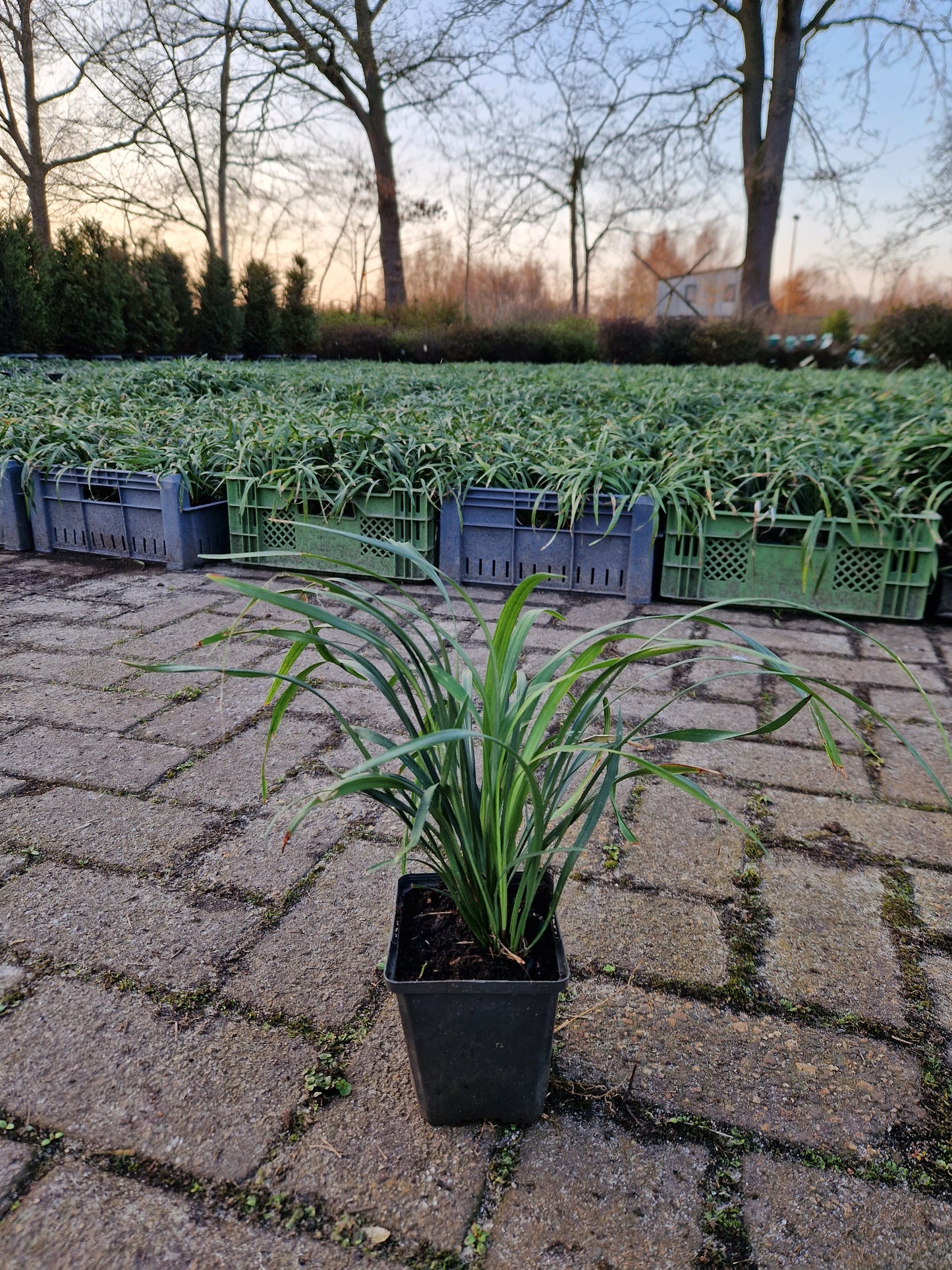 Liriope muscari Ingwersen