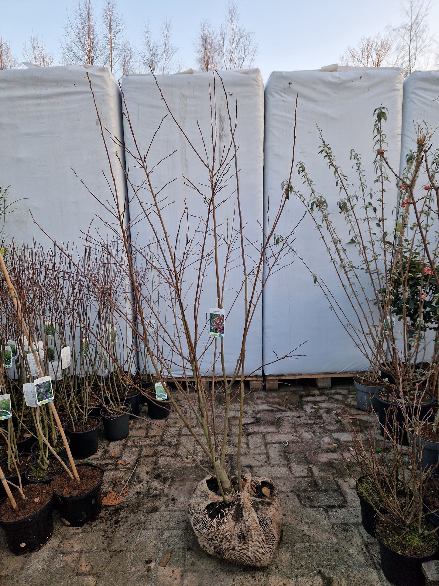 Amenlanchier arborea Robin Hill krentenboom Meerstam 175-200cm XXL