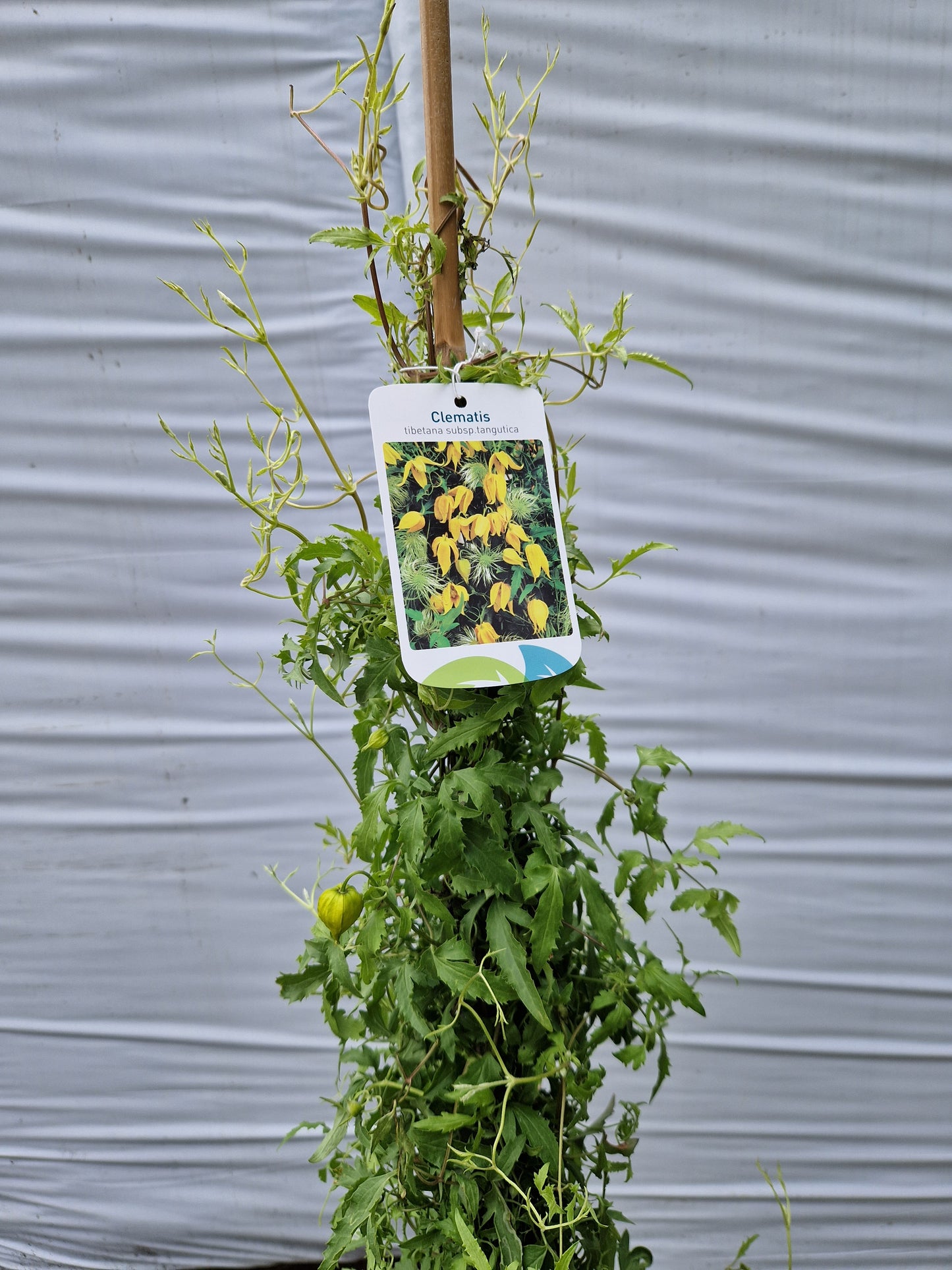 Clematis subsp. tangutica 160-180cm Klimplant