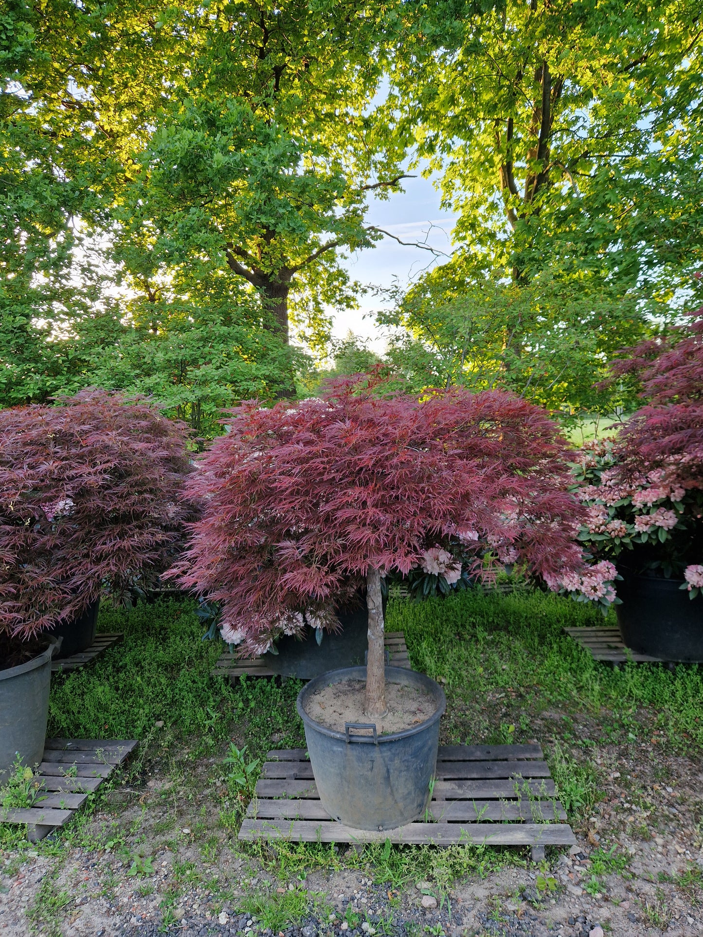 Japanse esdoorn rood
