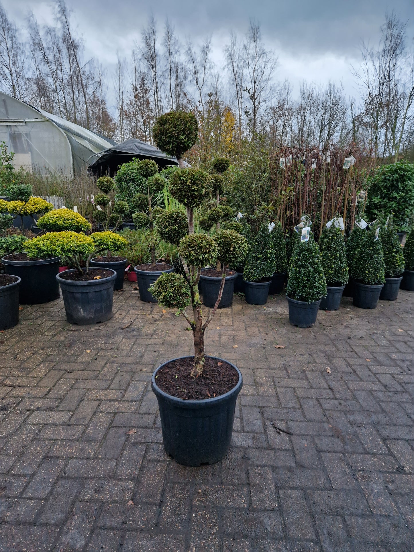 Thuja conifeer bonsai pom pon