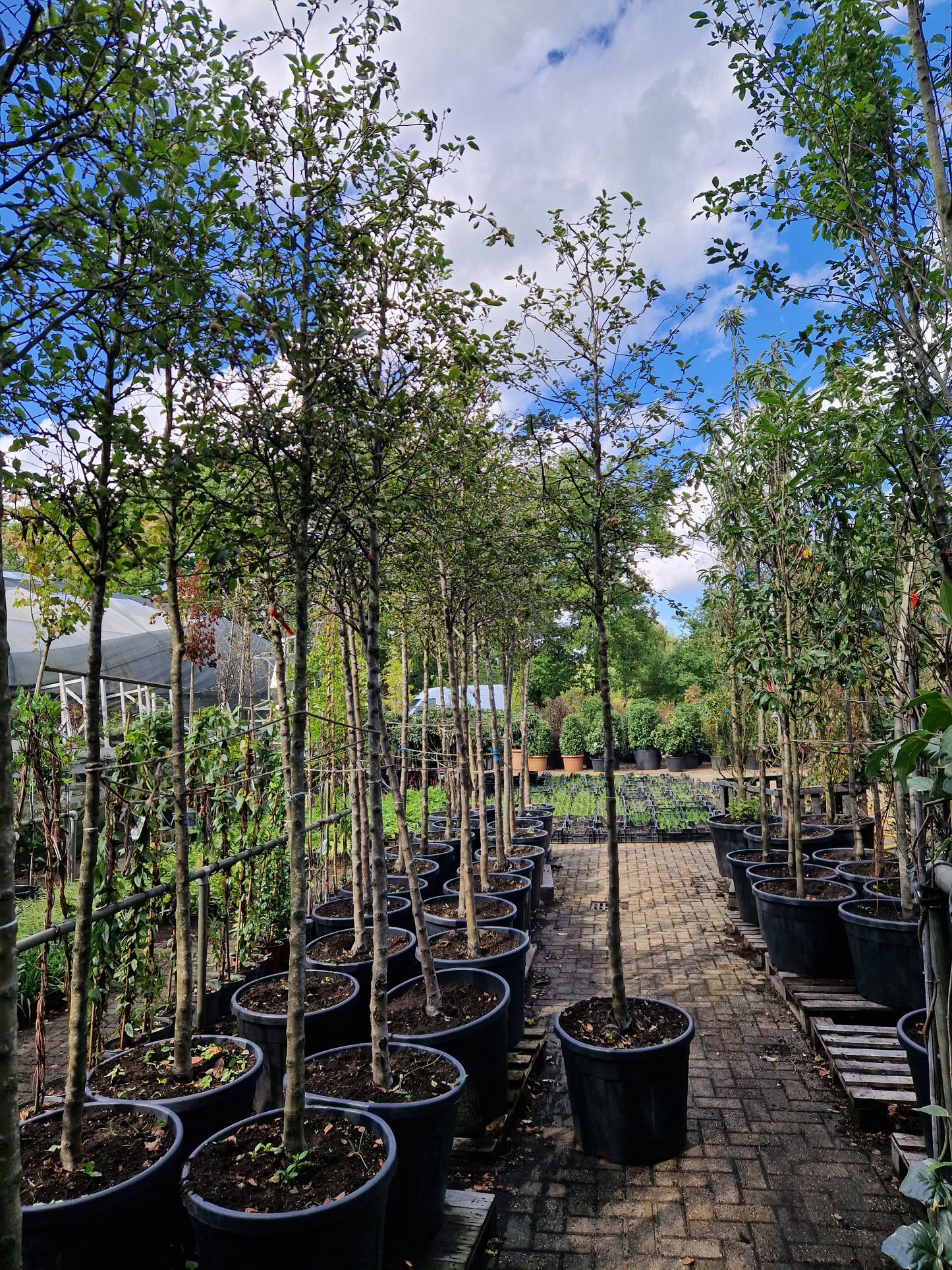 Malus evereste Sierappel Hoogstam