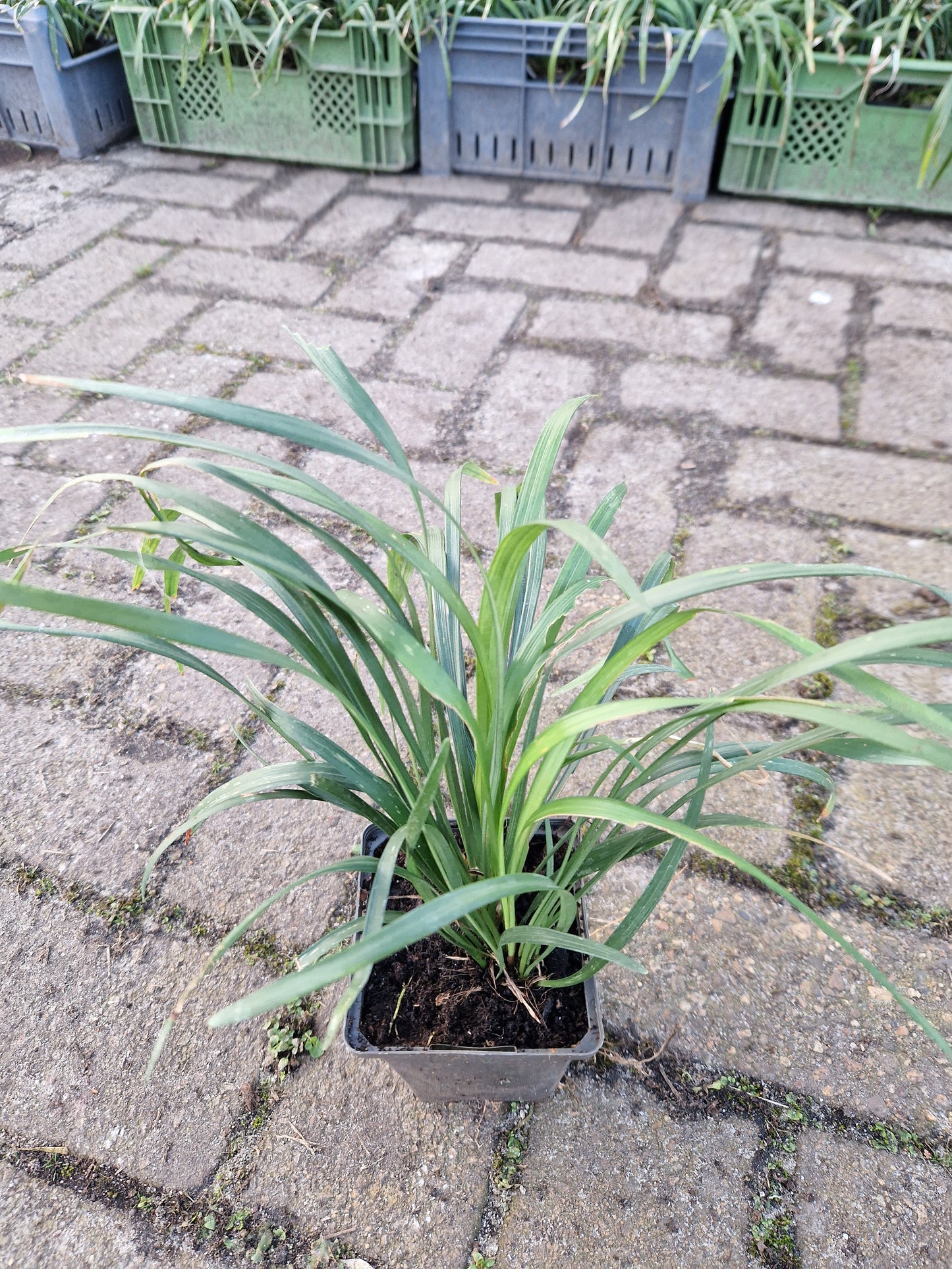 Liriope muscari Ingwersen