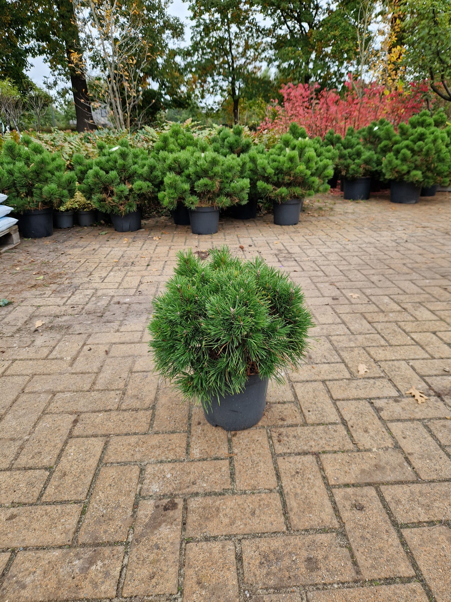 Pinus mugo Varella 30-35cm