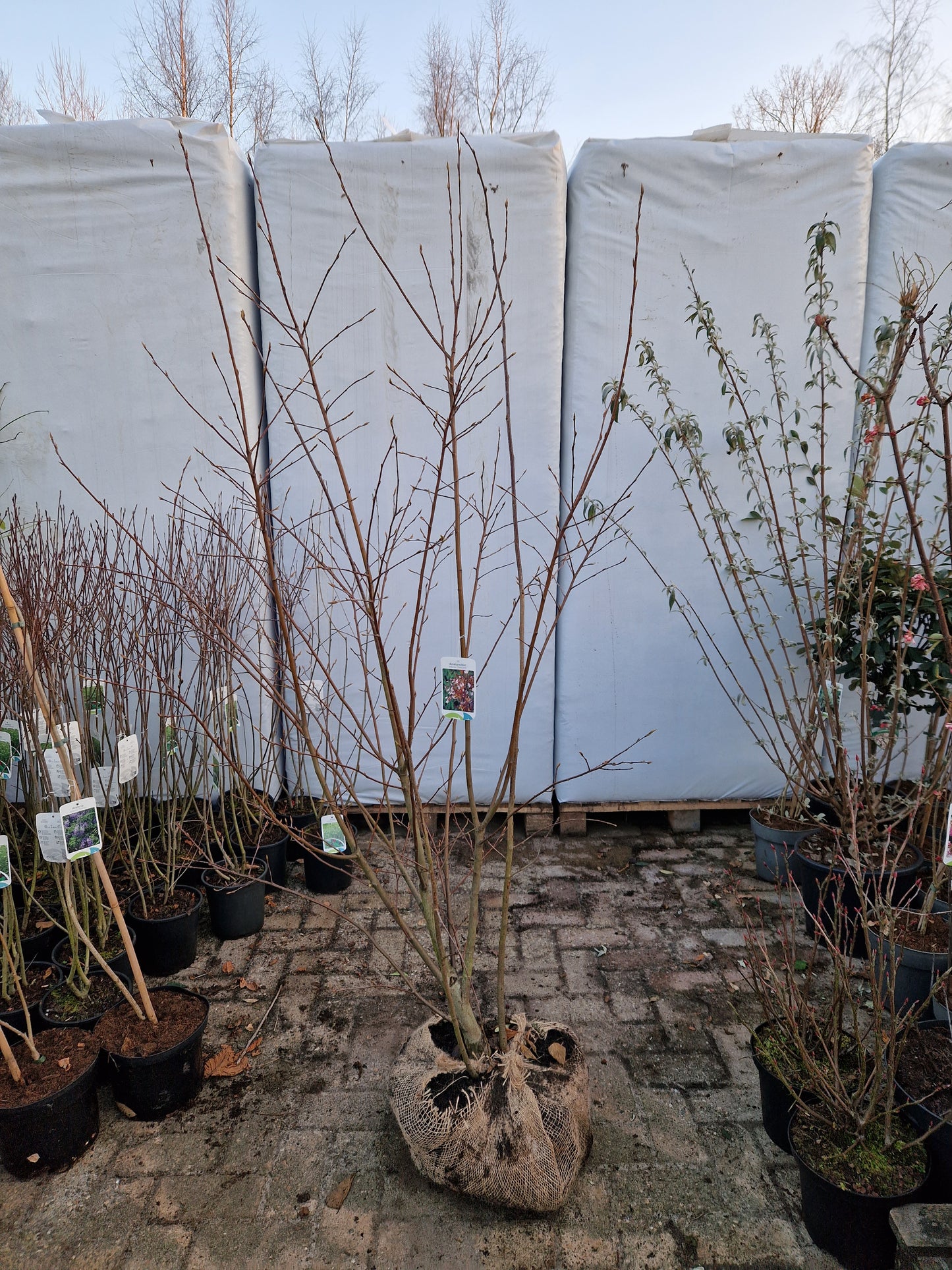 Amenlanchier arborea Robin Hill krentenboom Meerstam 175-200cm XXL