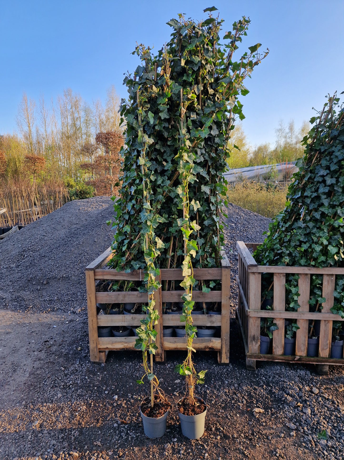 Hedera Hibernica klimop 175-200cm