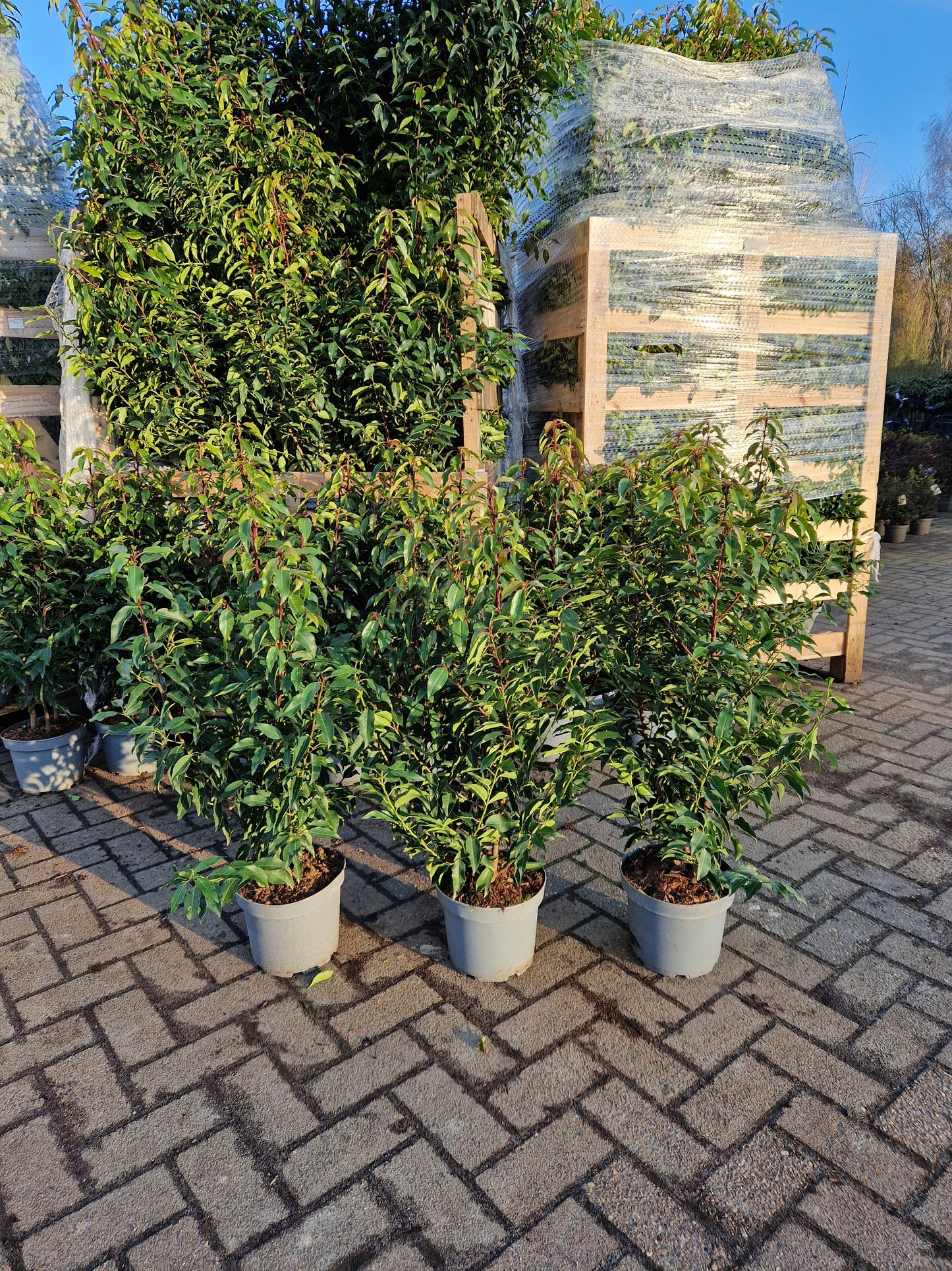 Prunus Lusticanica Angustifolia 80-100cm Portugese Laurier