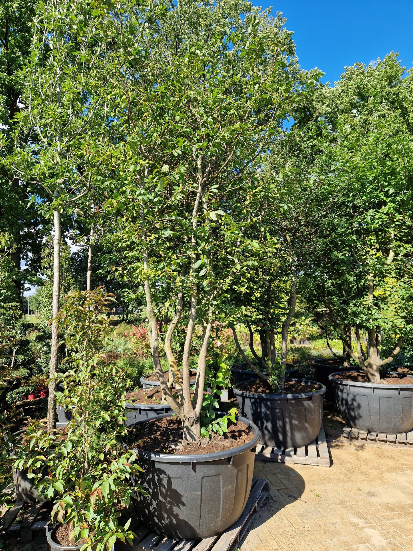 Carpinus betulus meerstammig XXL Beuk 10-15 jaar oud