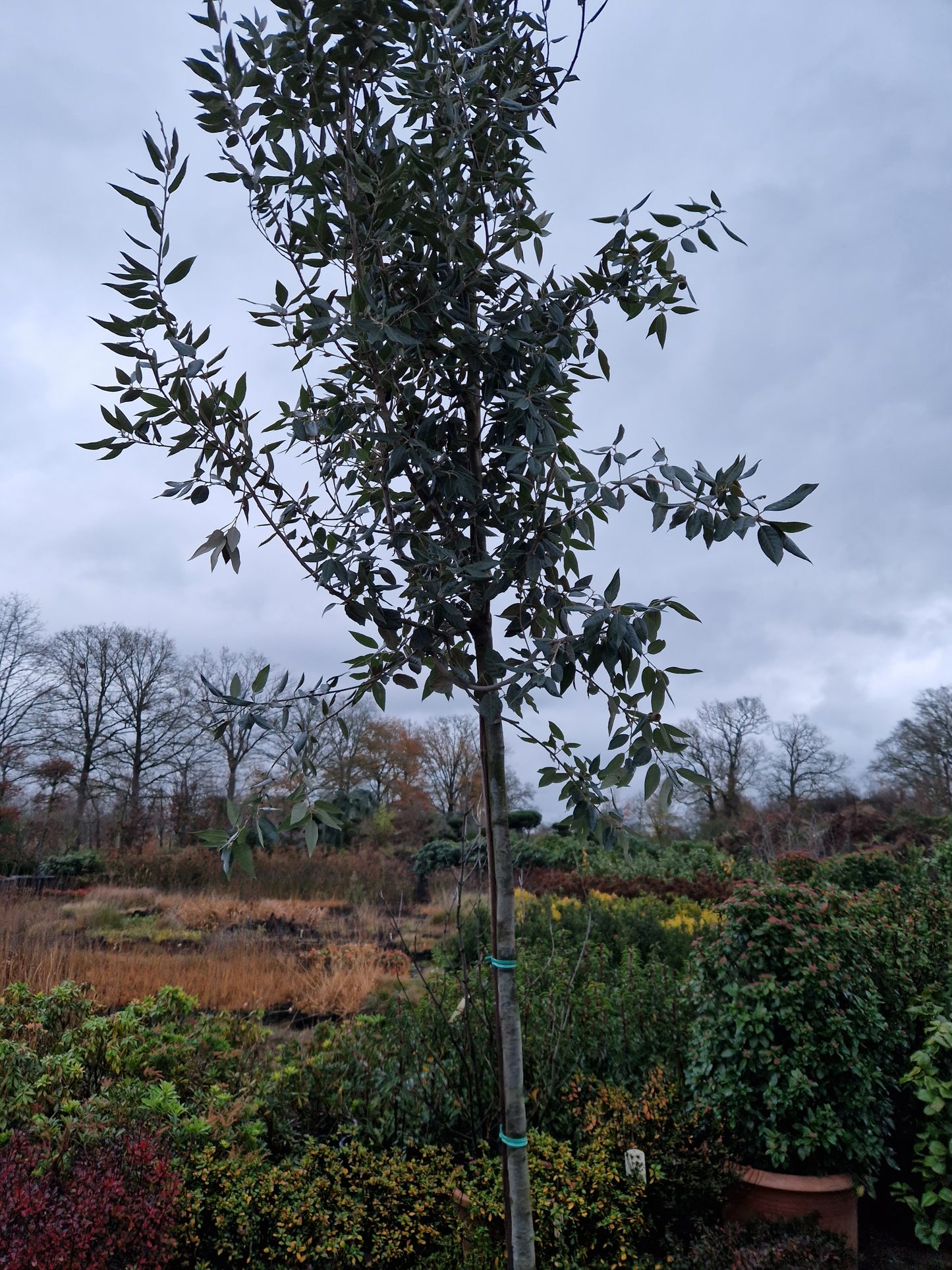 Quercus ilex 10-12cm hoogstam
