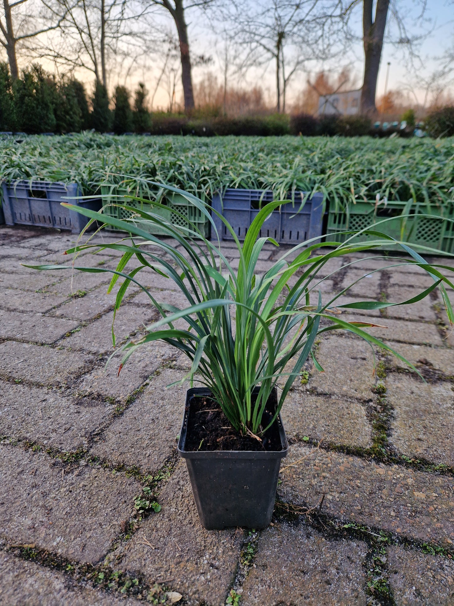 Liriope muscari Ingwersen