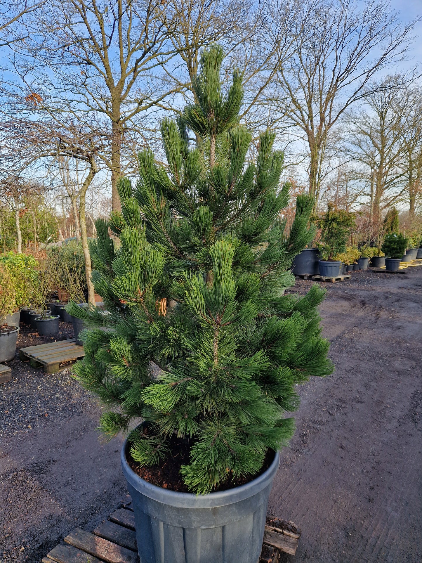 Pinus heldrechii Malinki Bosnische pijnboom 175-200cm