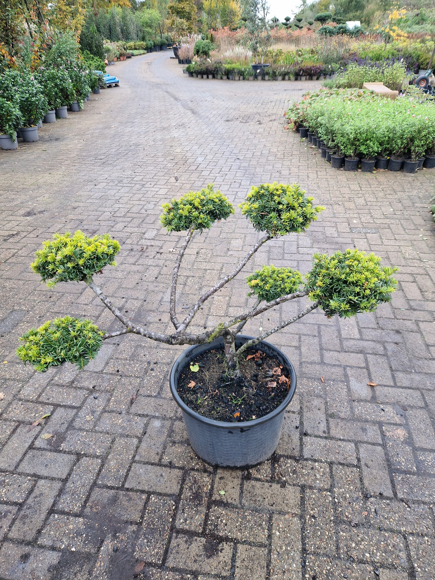 Taxus baccata Bonsai pom pon
