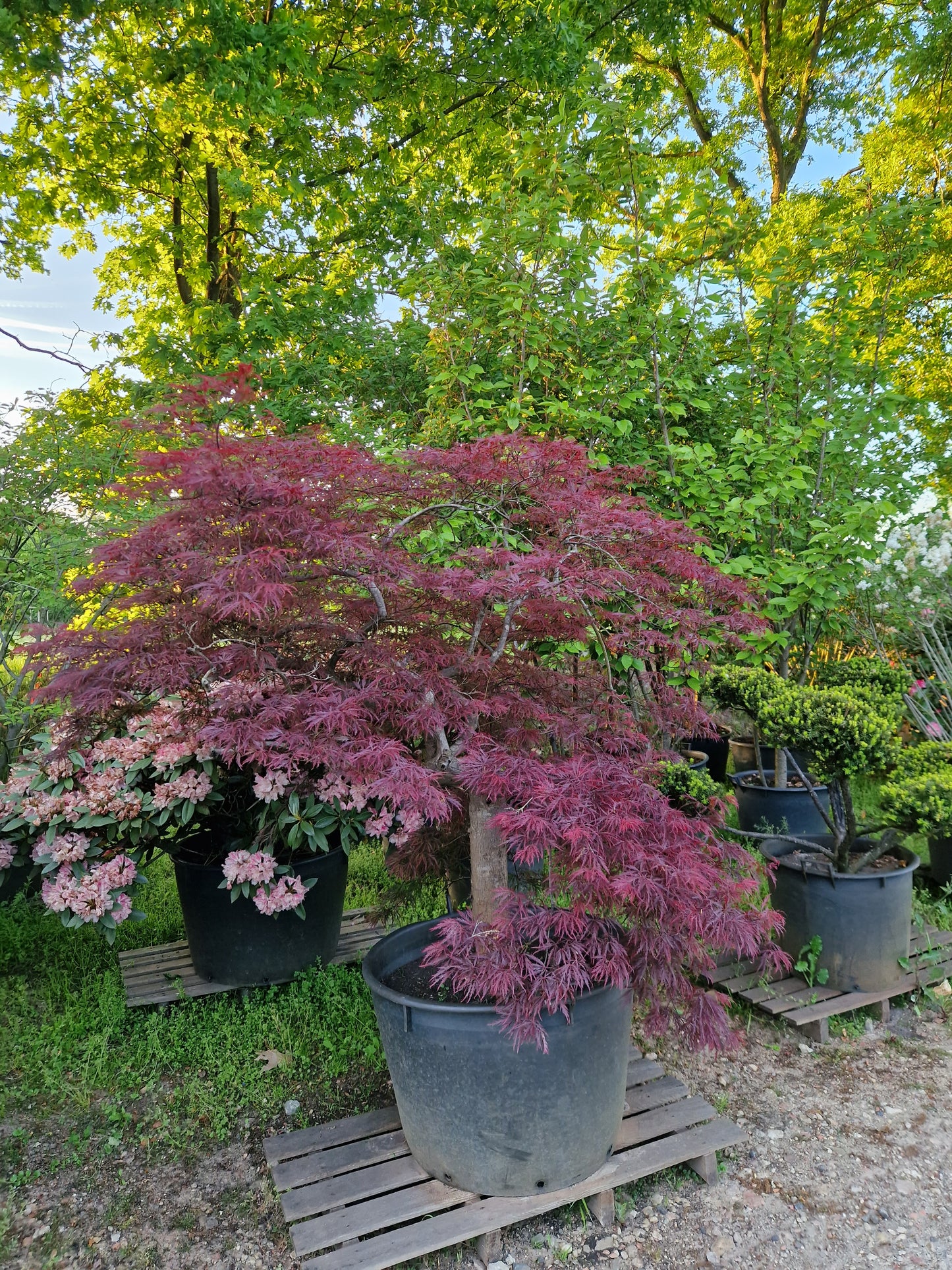 Japanse esdoorn 30 jaar oud