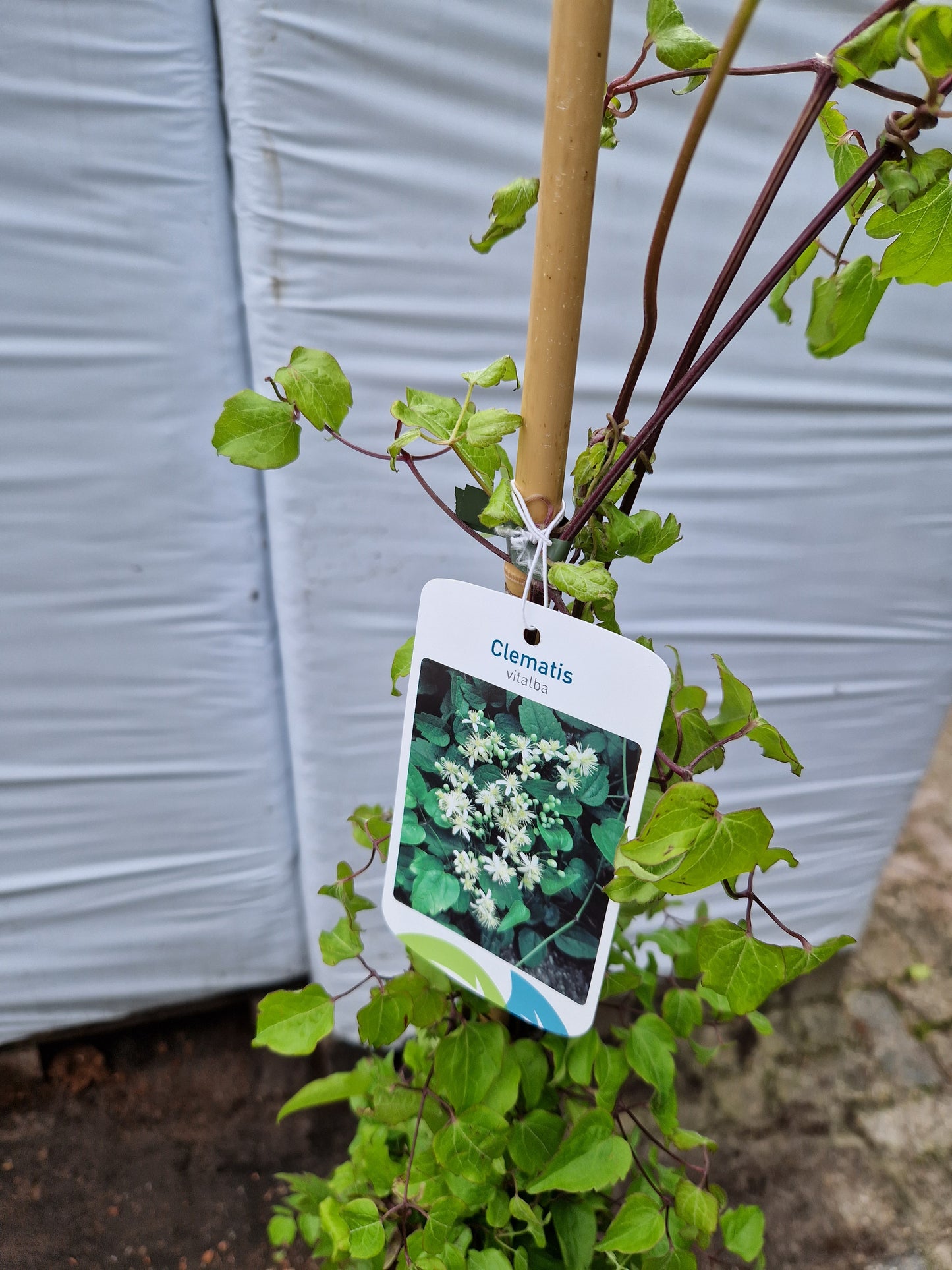 Clematis vitalba 160-180cm klimplant