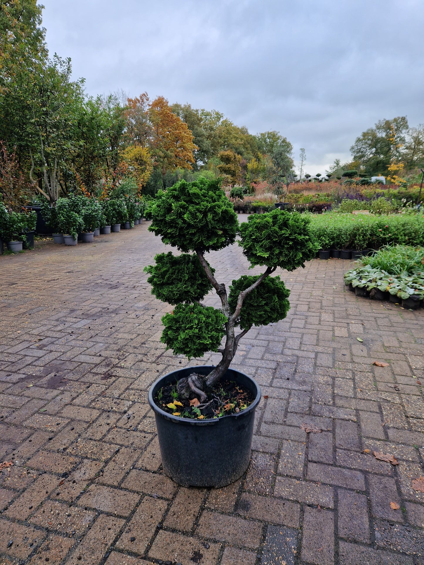 Dwergcypres Chamaecyparis obtusa Nana Gracilis bonsai