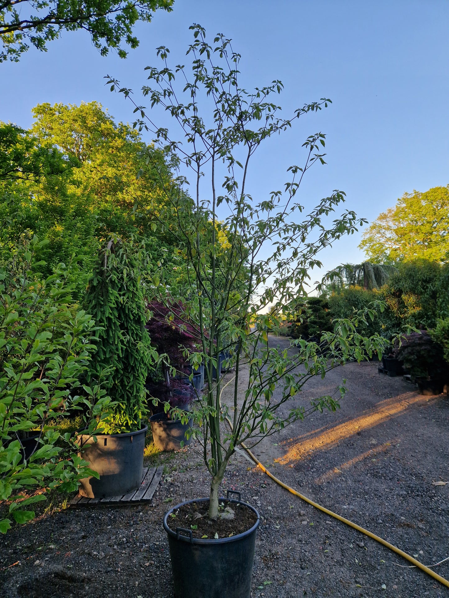 Cornus controversa 250-300cm