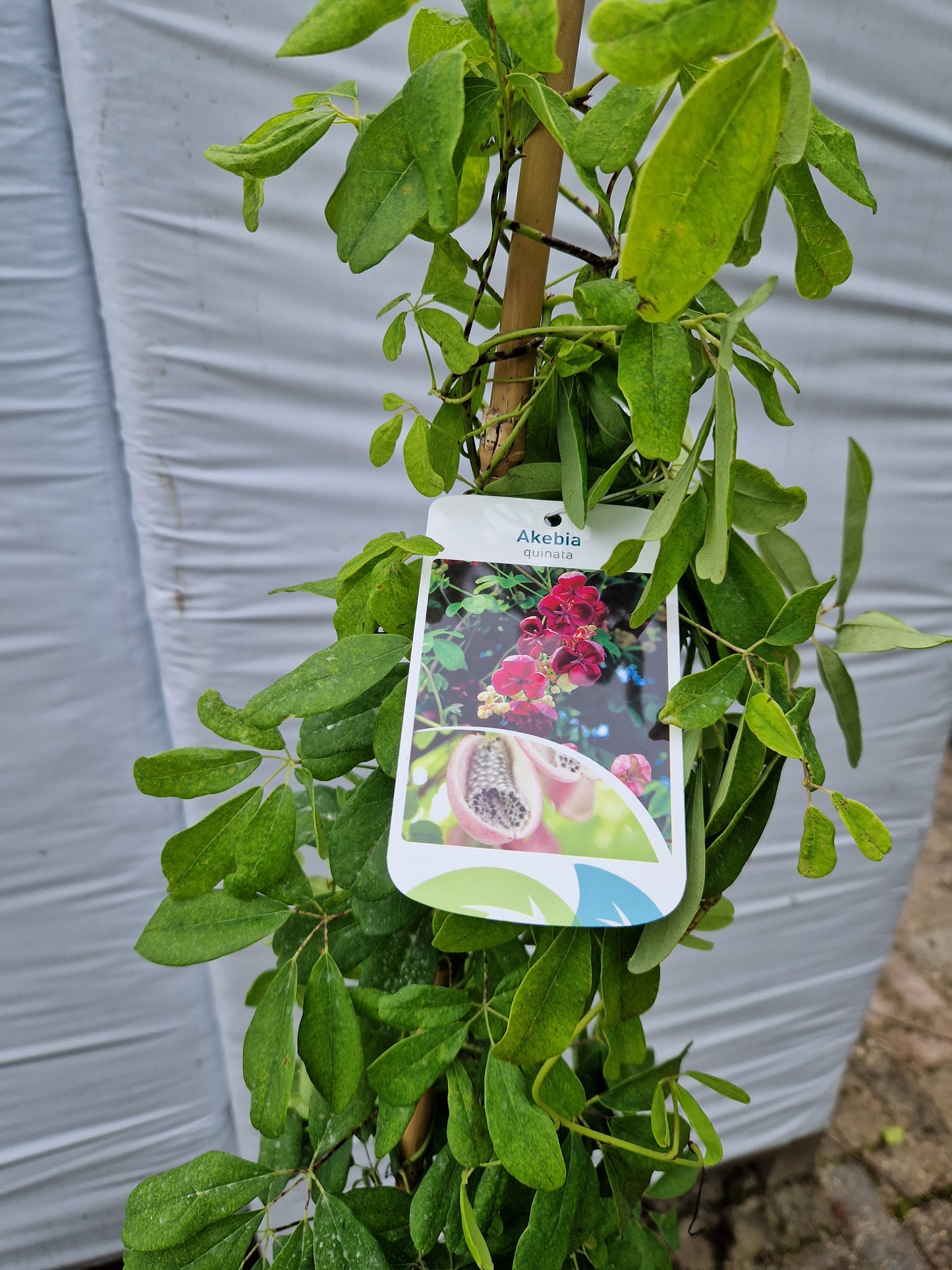 Akebia quinata 160-180cm klimplant