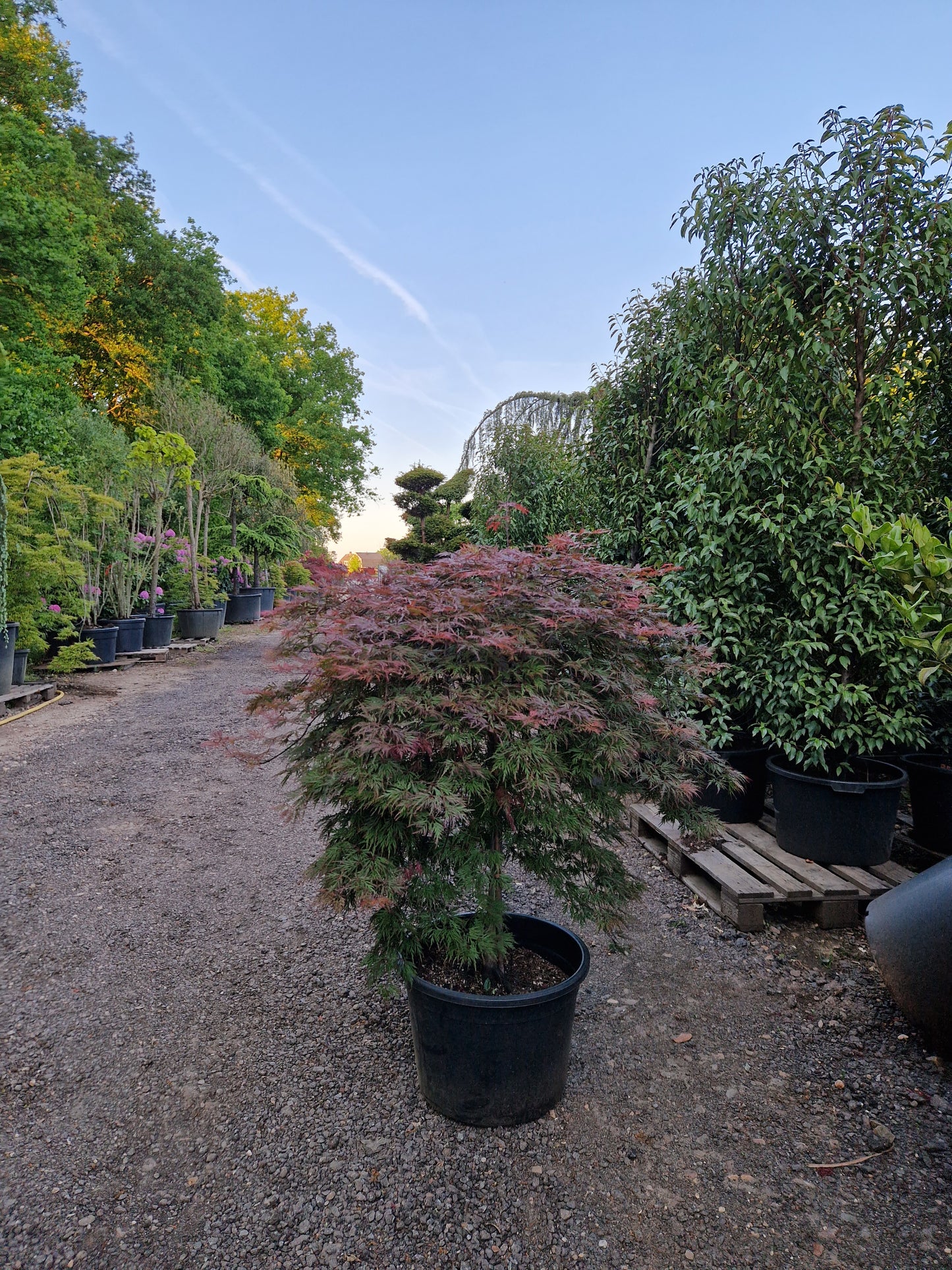 Acer palmatum Orangeola Japanse esdoorn 100cm