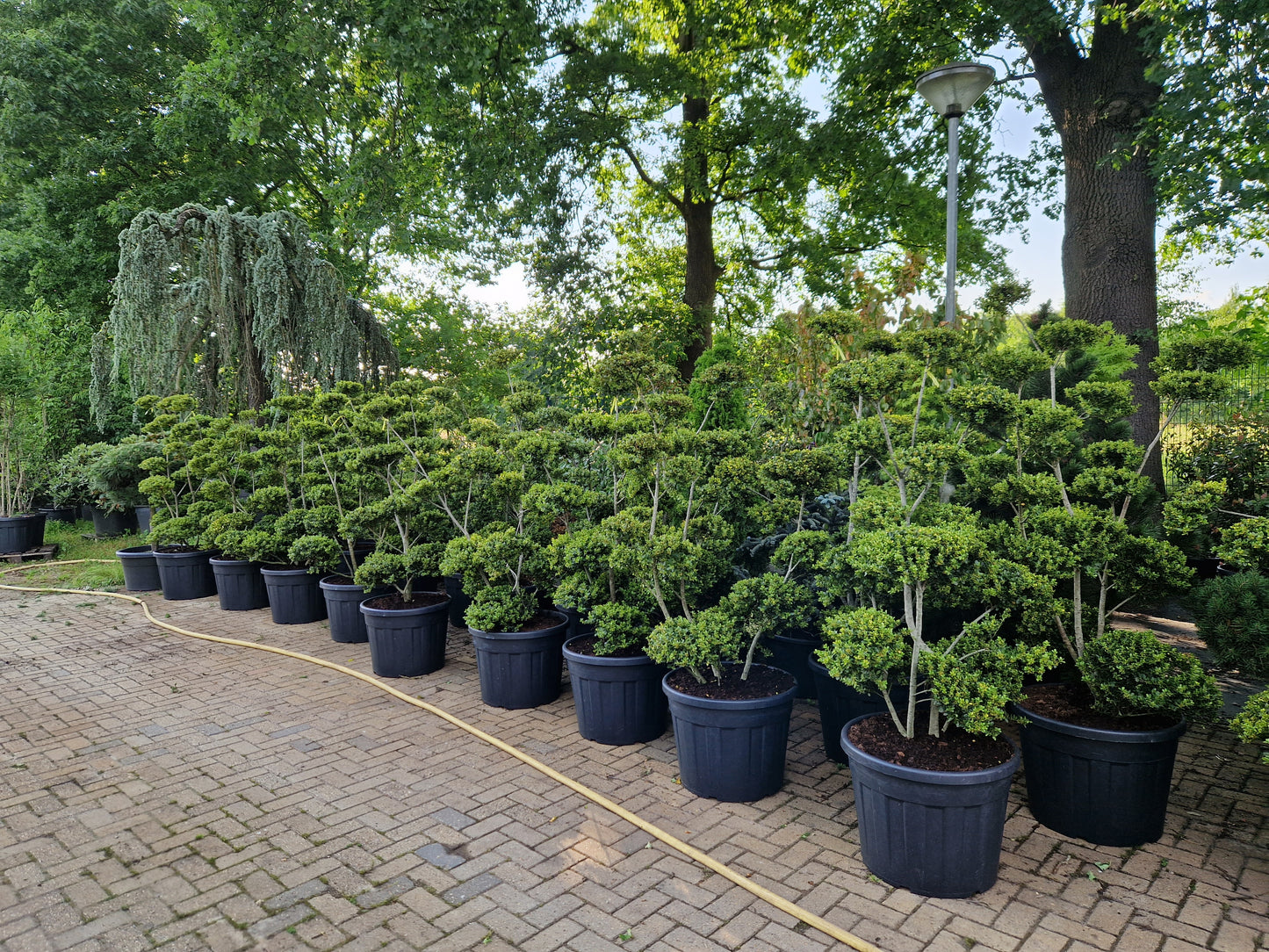Ilex Crenata bonsai Japanse hulst
