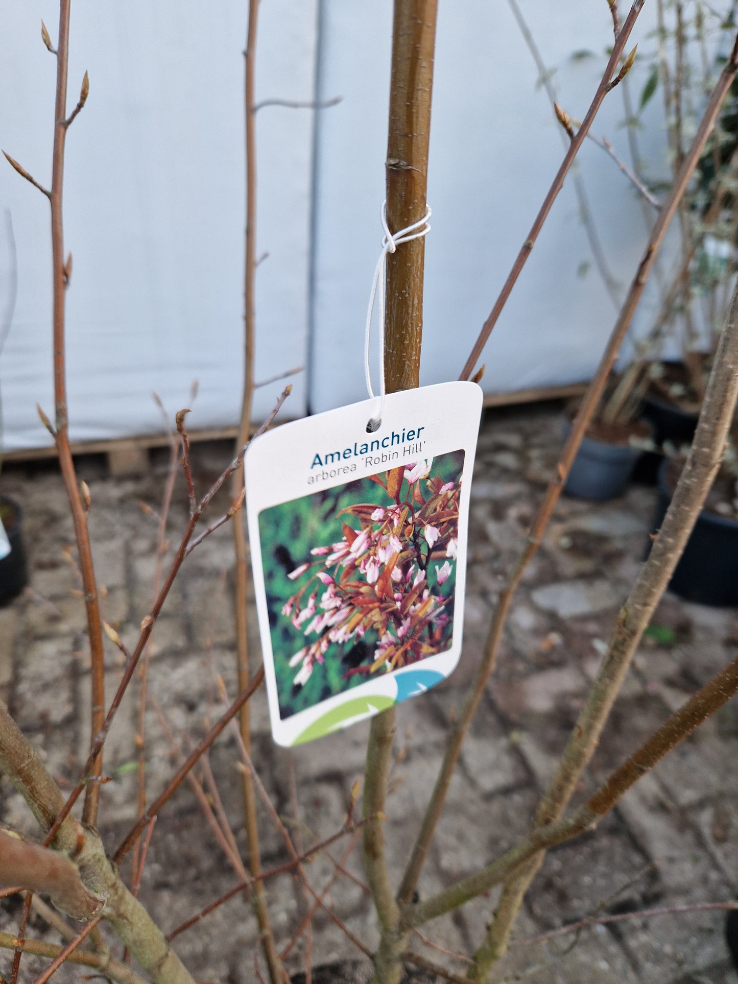 Amenlanchier arborea Robin Hill krentenboom Meerstam 175-200cm XXL