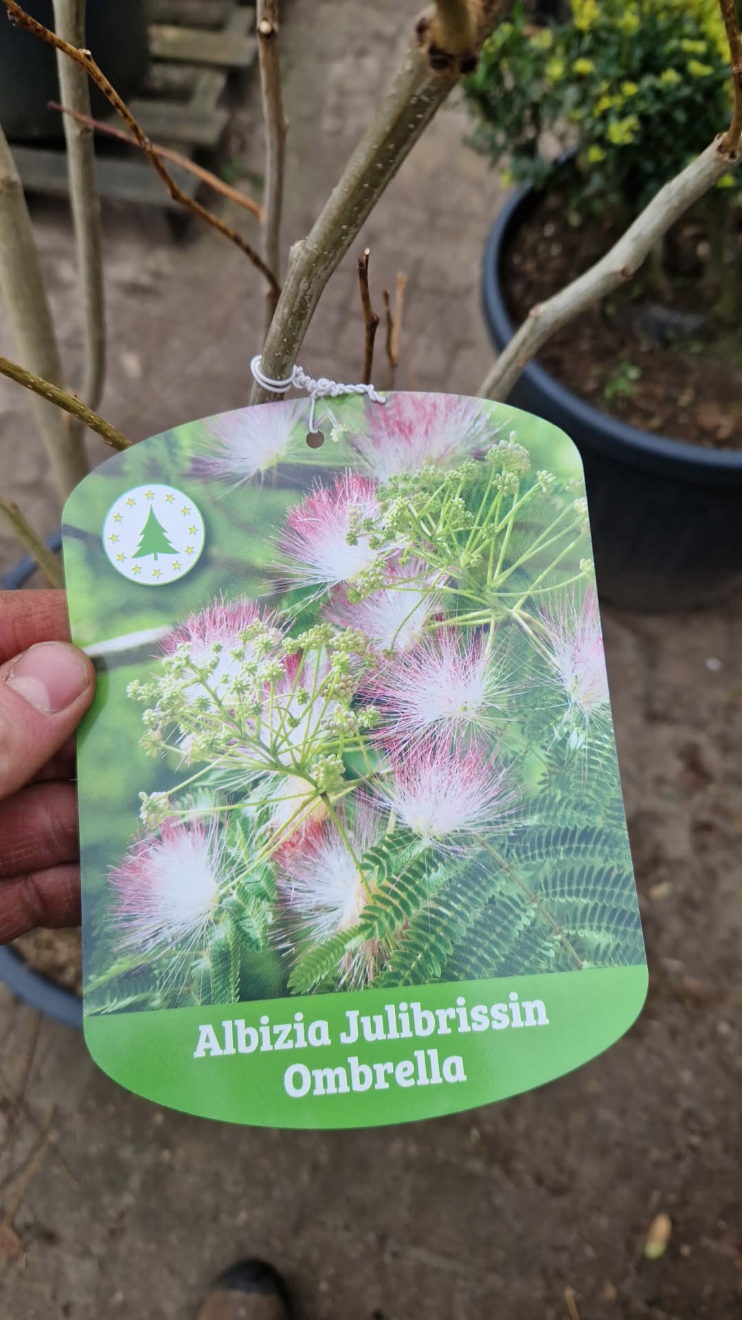 Albizia Julibrissin Ombrella Perzische slaapboom
