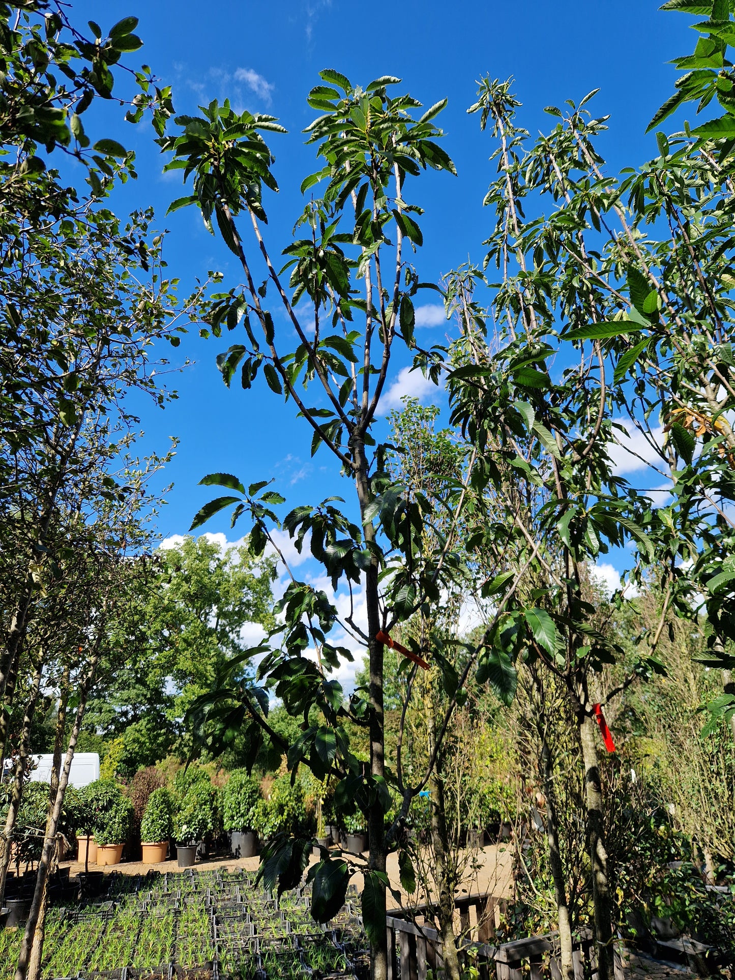 Castanea sativa Tamme kastanje 12-14cm hoogstam