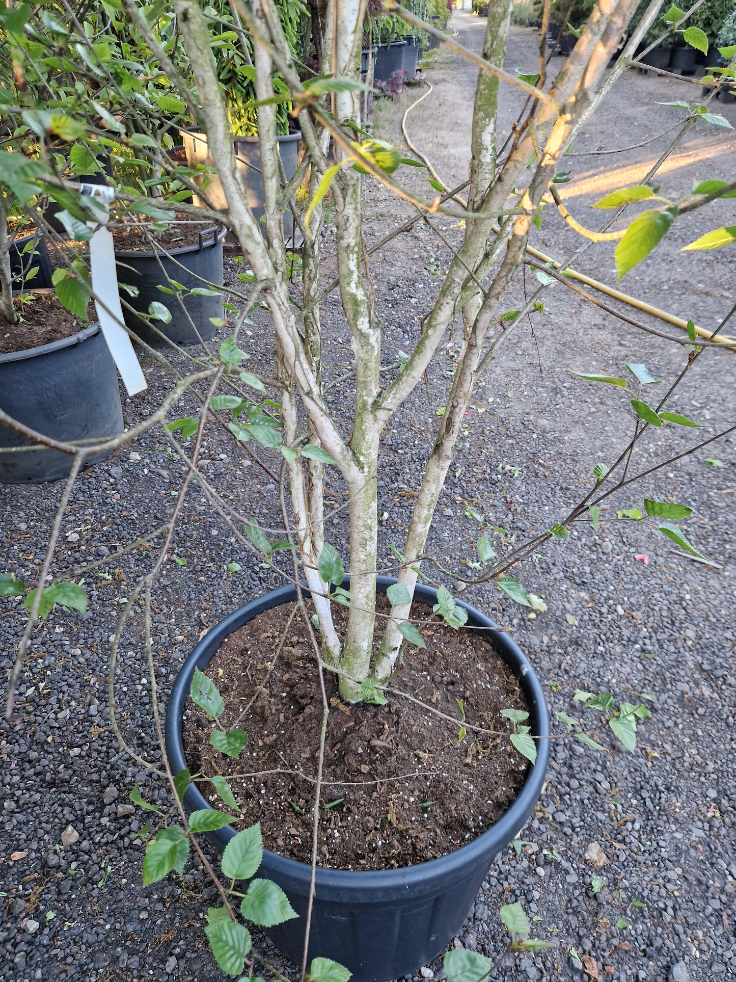 Betula utilis Doorenbos meerstammig