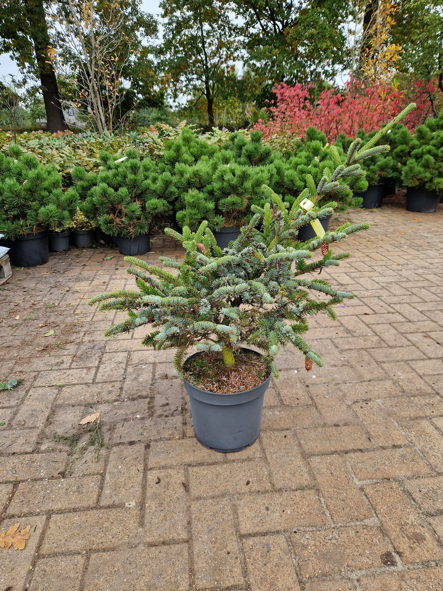 Picea bicolor Japanse spar 50-60cm