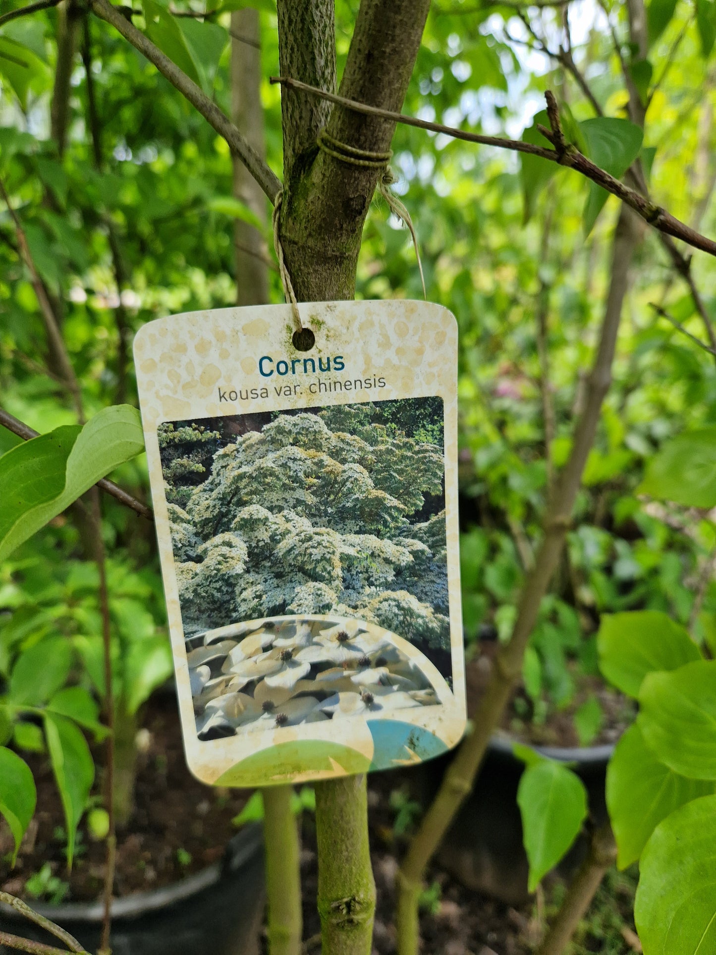 Cornus kousa Chinensis kornoelje