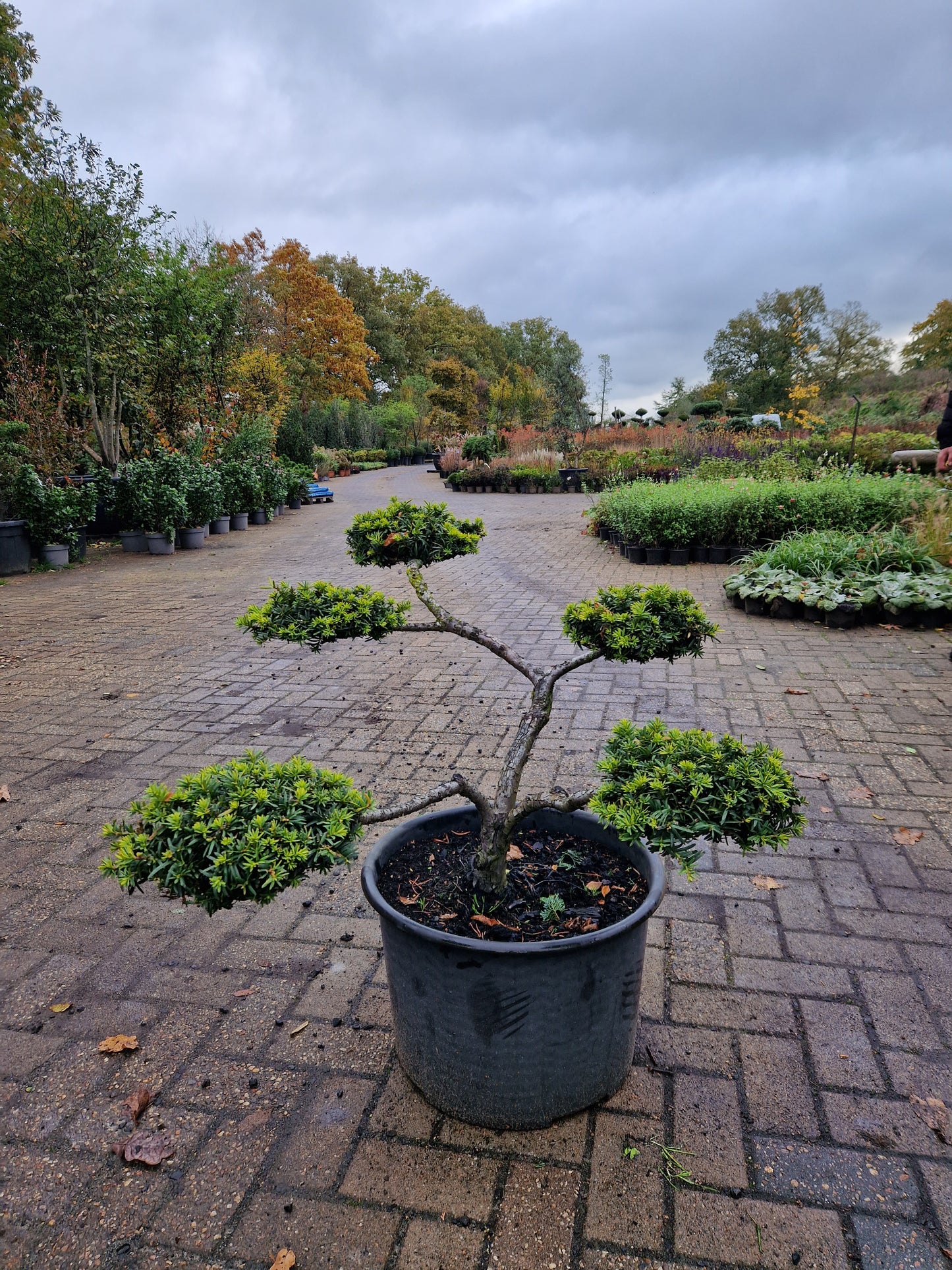 Taxus baccata Bonsai klein